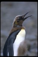 Image of King Penguin