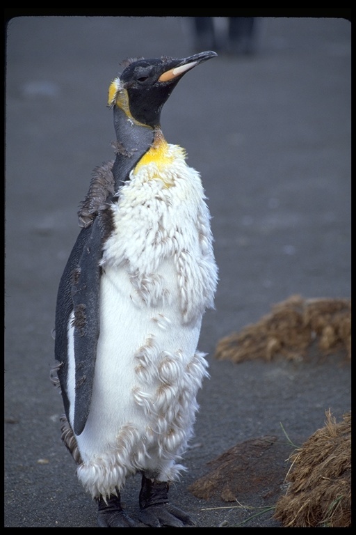 Image of King Penguin