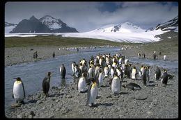 Image of King Penguin