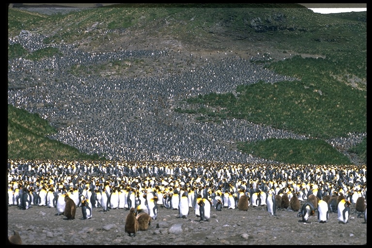 Kral penguen resmi