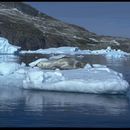 Image of leopard seal