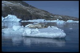 Image of Leopard Seal