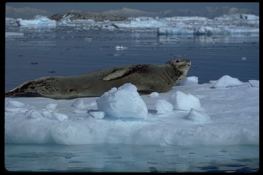 Image of Leopard Seal