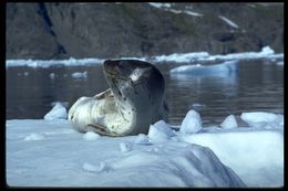 Image of Leopard Seal