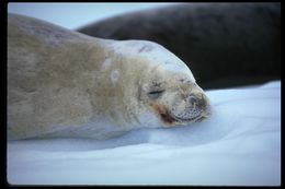 Image of Crabeater Seal