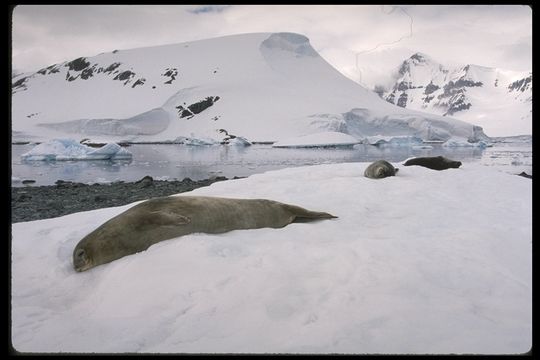 Image of Weddell Seal