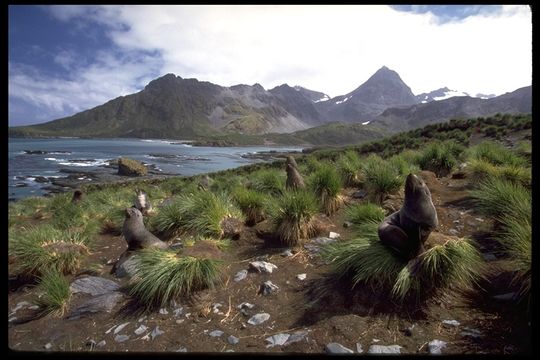 Image of Antarctic Fur Seal