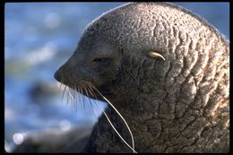 Image of Antarctic Fur Seal