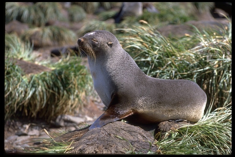 Image of Antarctic Fur Seal