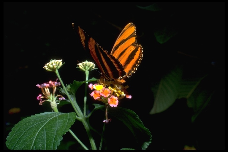 Image of Banded Orange Heliconian