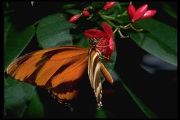 Image of Banded Orange Heliconian