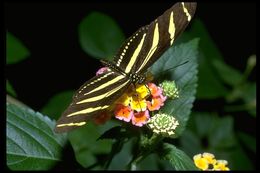 Image of Zebra Longwing