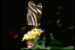 Image of Zebra Longwing