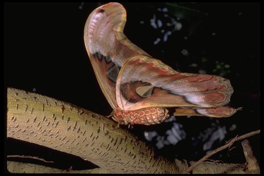 Image of atlas moth