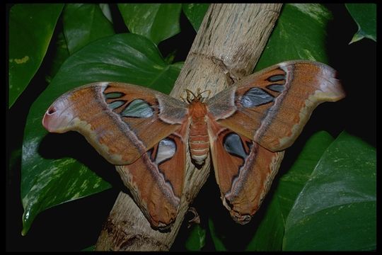 Image de Attacus atlas (Linnaeus 1758)