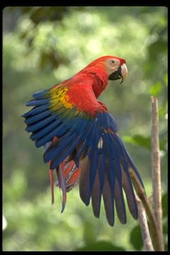 Image of Scarlet Macaw