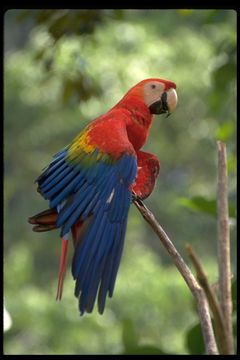 Image of Scarlet Macaw