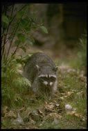 Image of Northern Raccoon