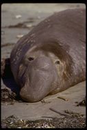 Image of Northern Elephant Seal