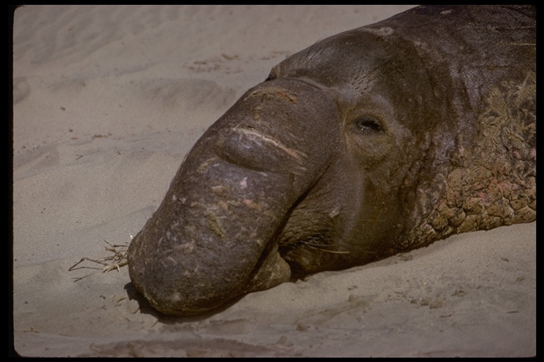 Image of Northern Elephant Seal