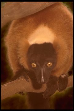 Image of Red Ruffed Lemur