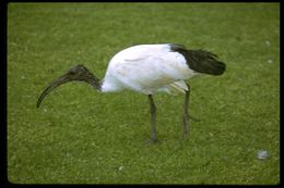 Image of African Sacred Ibis