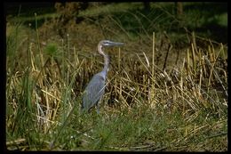 Image of Goliath Heron