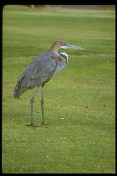 Image of Goliath Heron