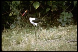 Image of Saddle-billed Stork