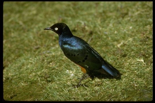 Image of Superb Starling