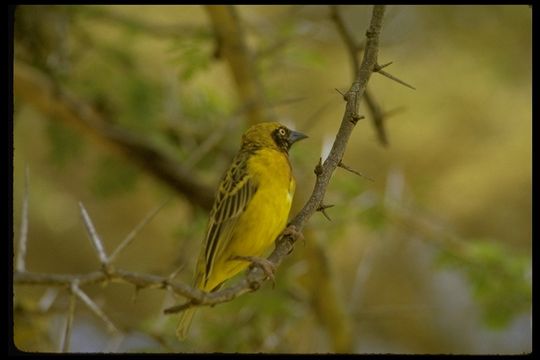 Image of Speke's Weaver