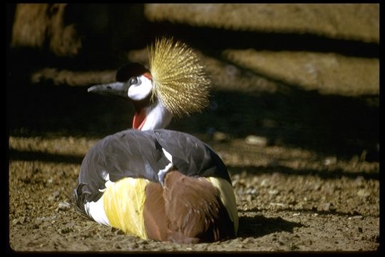 Image of Grey Crowned Crane