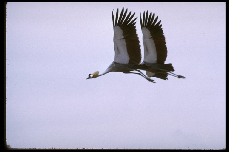 Image of Grey Crowned Crane