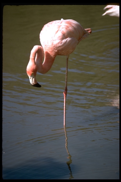 Imagem de Phoenicopterus roseus Pallas 1811