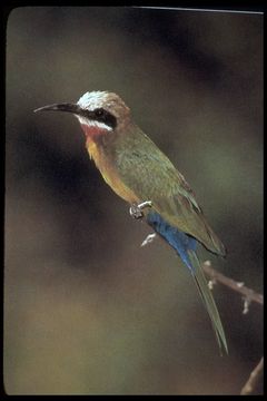 Image of White-fronted Bee-eater