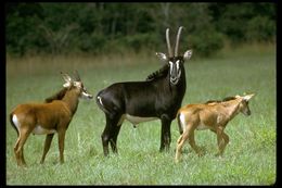 Image of Sable Antelope