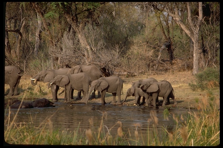 Image of African bush elephant