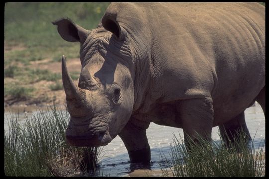 Image of Grass Rhinoceros