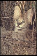 Image of Serval