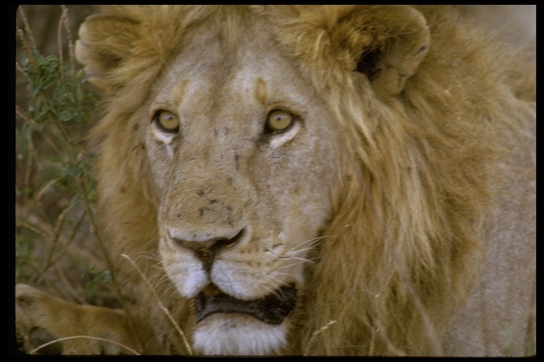 Image of African Lion