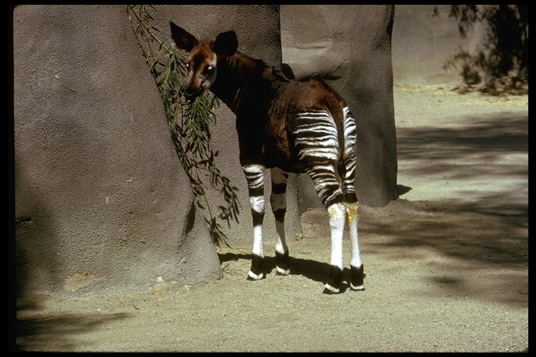 Image of Okapi