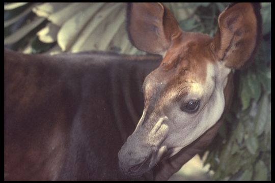 Image of Okapi