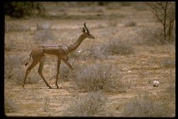 Image of Gerenuk