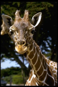 Plancia ëd Giraffa camelopardalis (Linnaeus 1758)