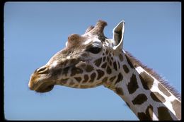 Image of Giraffe