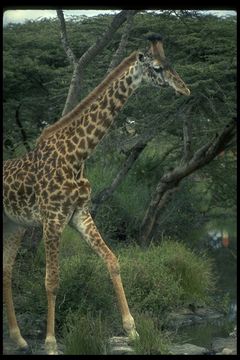 Imagem de <i>Giraffa camelopardalis tippelskirchi</i>