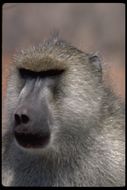 Image of Yellow Baboon