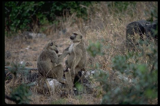 Image of Yellow Baboon