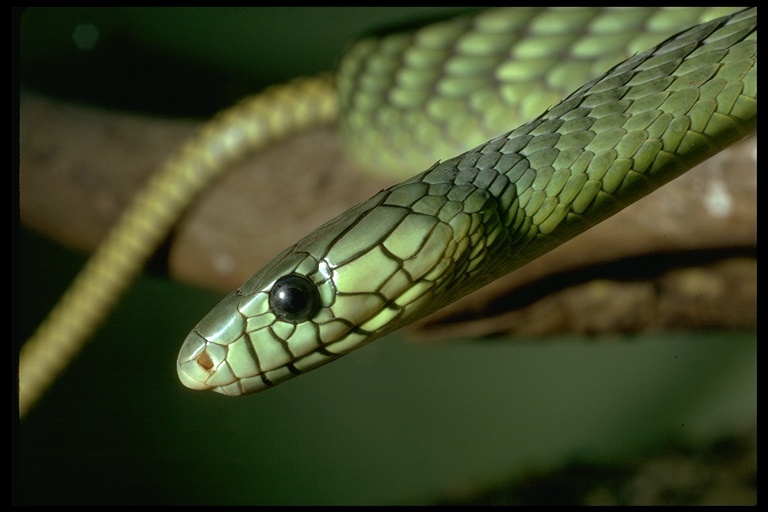 Image of Western Green Mamba