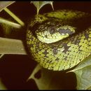 Image of Great Lakes Bush Viper